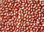 Java Peanut 50/60